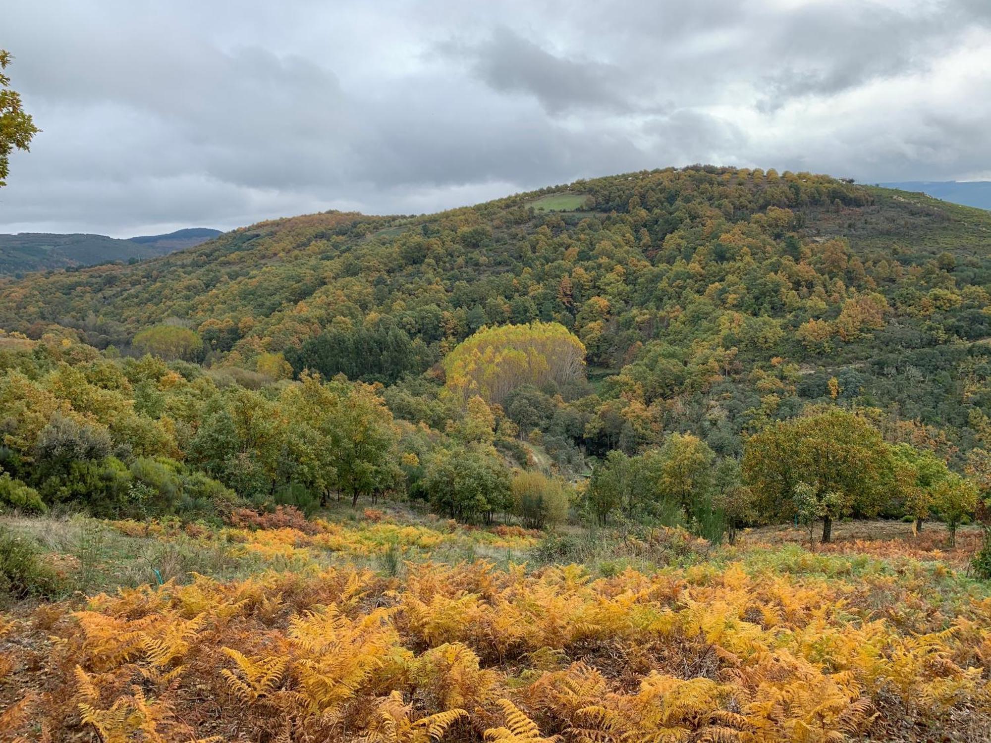 Casa Do Souto - Nature & Experiences - Turismo Rural Bragança Eksteriør billede